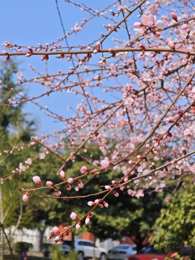 定格春天：镜头里的春暖花开 -  122cc太阳集成游戏