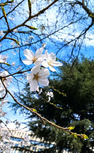 定格春天：镜头里的春暖花开 -  122cc太阳集成游戏
