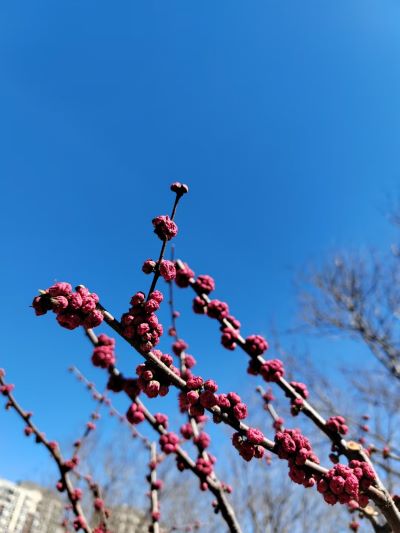 定格春天：镜头里的春暖花开 -  122cc太阳集成游戏